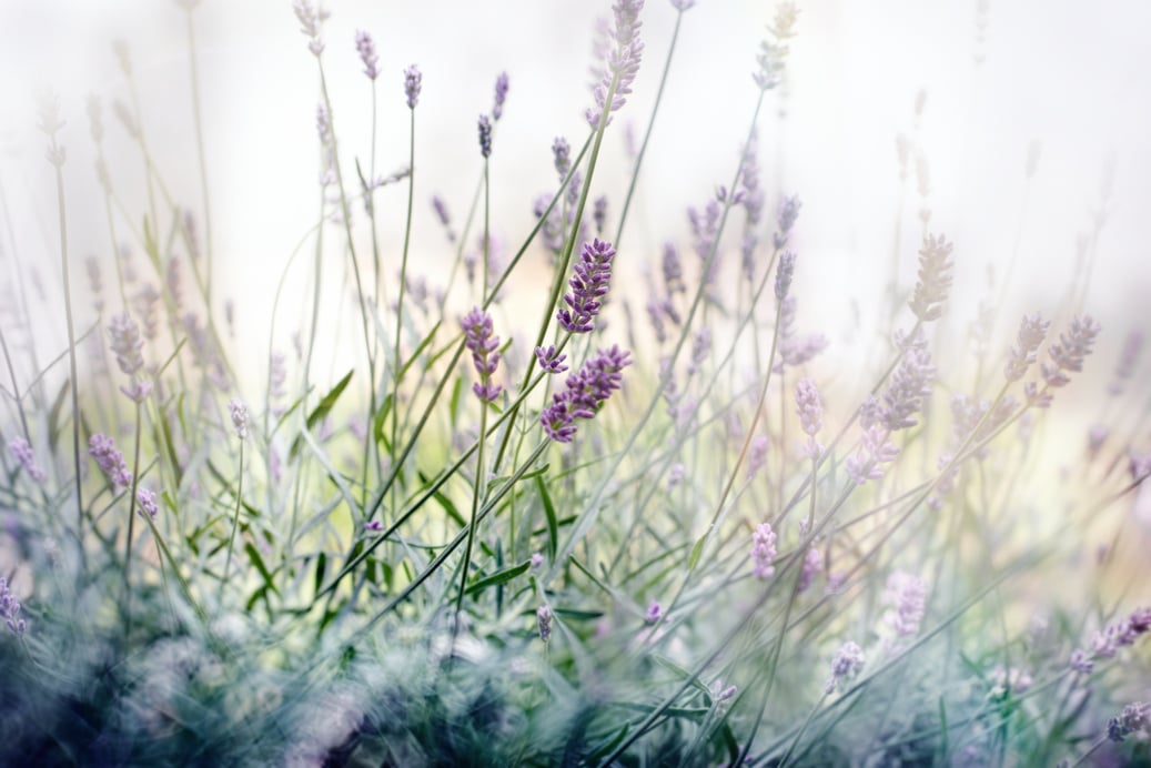 Selective focus on lavender flower